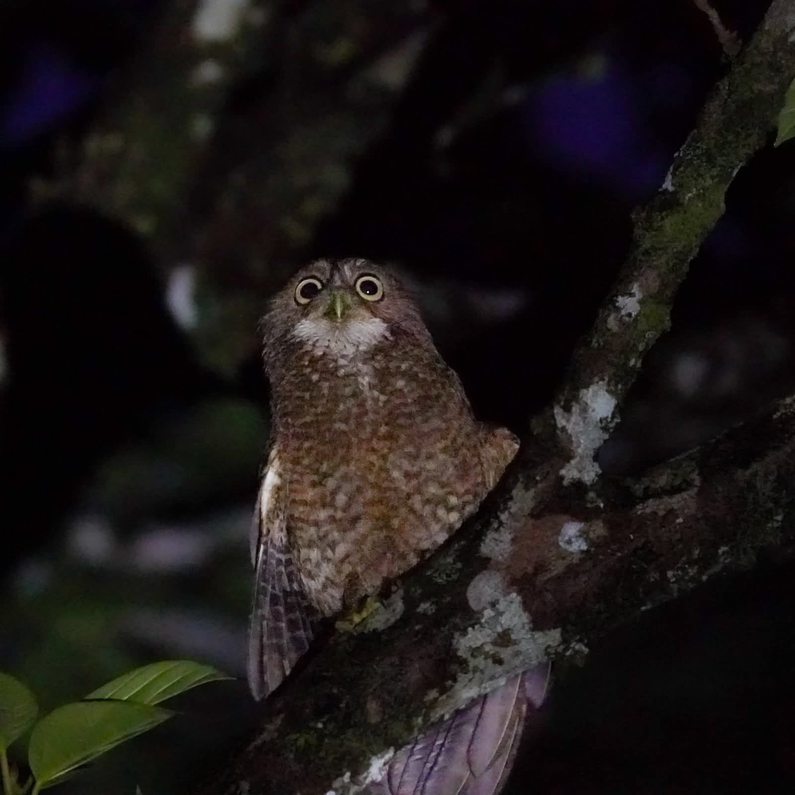 A forest owl photographed at night on Camiguin — owls here are found after dark by their call.