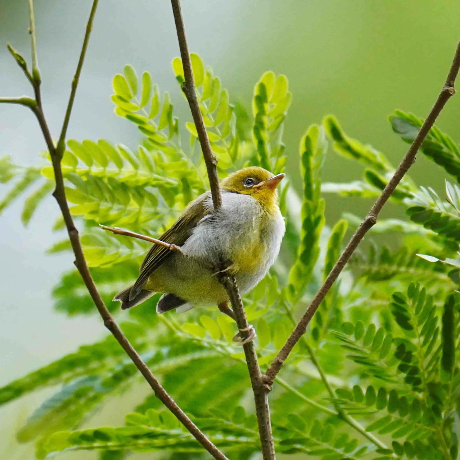 A Camiguin white-eye (Zosterops nigrorum catarmanensis) in the island's highland forest.